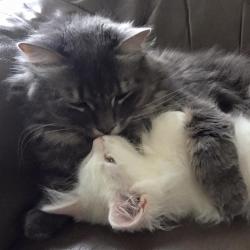 Calin entre chats! - Sibérien Québec
