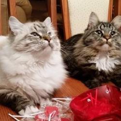 Tommy et sa grande soeur - Sibérien Québec