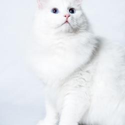 Vladimir - Sibérien Québec