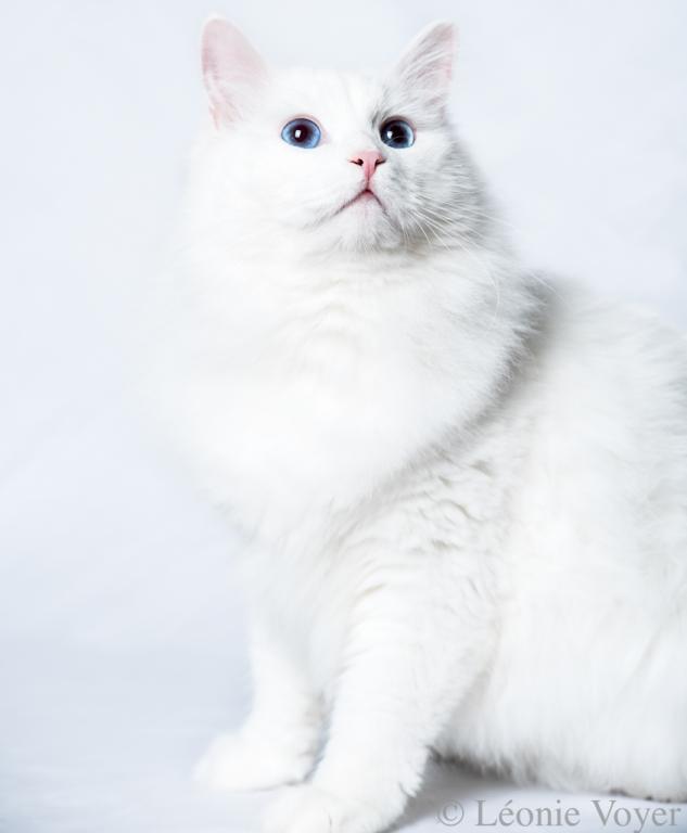 Vladimir - Sibérien Québec