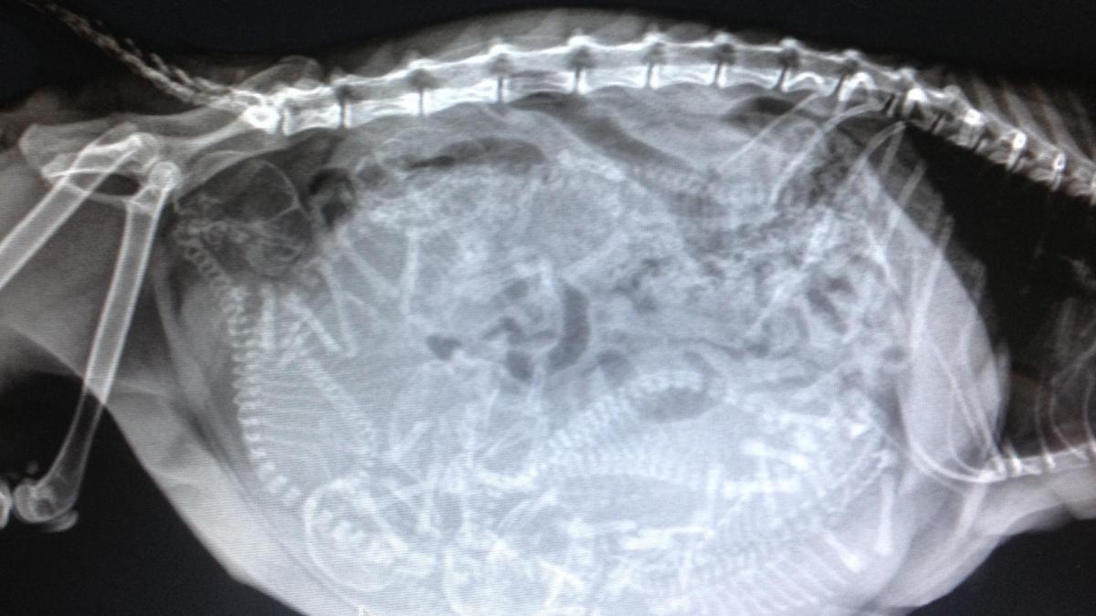 Radiographye ivoire enceinte devinez combien il y a de be be
