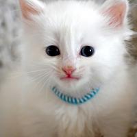 Chaton blanc pur
