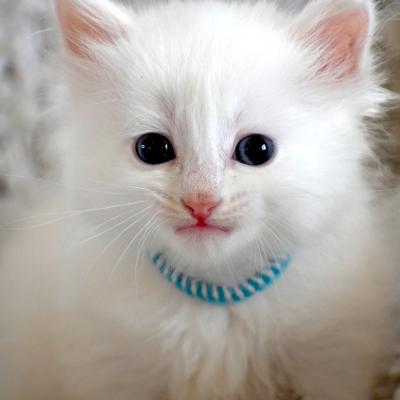 Chaton blanc pur