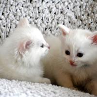 2 frères