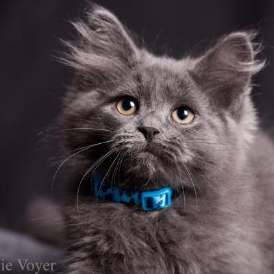 Amelie - Bleu - Sibérien Québec