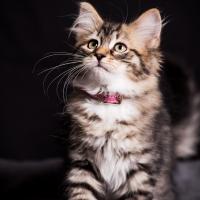 Bonnie - Sibérien Québec