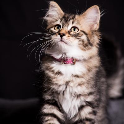 Bonnie - Sibérien Québec