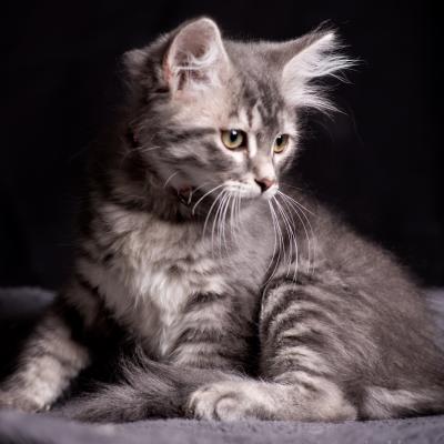Molly - Sibérien Québec