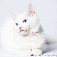 Angel - Sibérien Québec