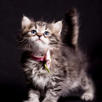 Cat Women - Rose - Sibérien Québec