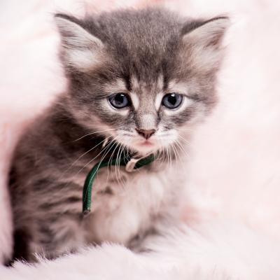 Cat Women - Vert - Sibérien Québec