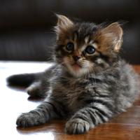 Chaton de Kaddy et Yamikan