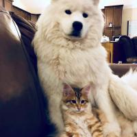 Sherkan et Balto