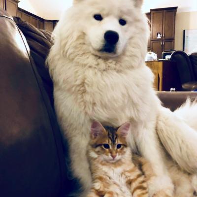 Sherkan et Balto