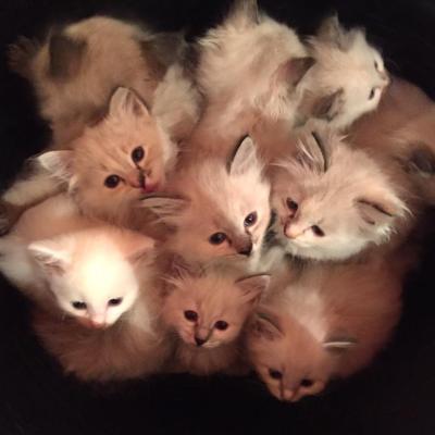 Nos chatons