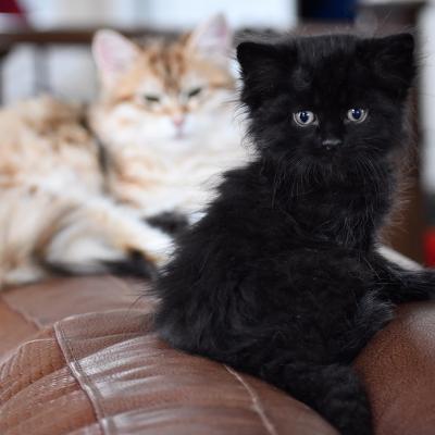Chaton Sibérien Noir