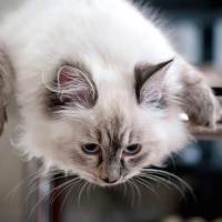 Katty - Sibérien Québec