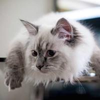 Katty - Sibérien Québec