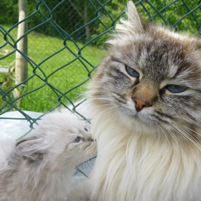 Maman d'Irys et Ivoire