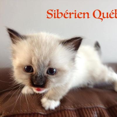 Marie - bebe - Siberien Québec