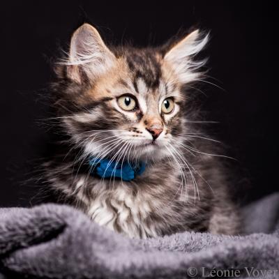 Marie - Bleu - Sibérien Québec