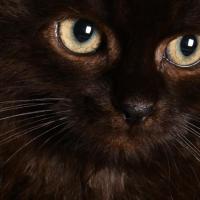 Close-up Chaton Sibérien Femelle Noir