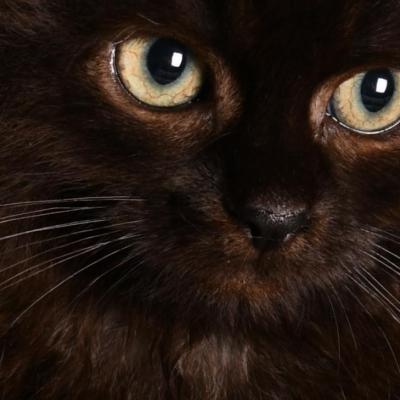 Close-up Chaton Sibérien Femelle Noir