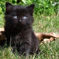 Onyx - sibérien québec