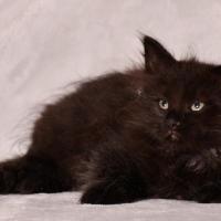 Onyx - Sibérien Québec