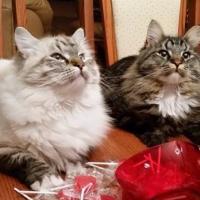 Tommy et sa grande soeur - Sibérien Québec