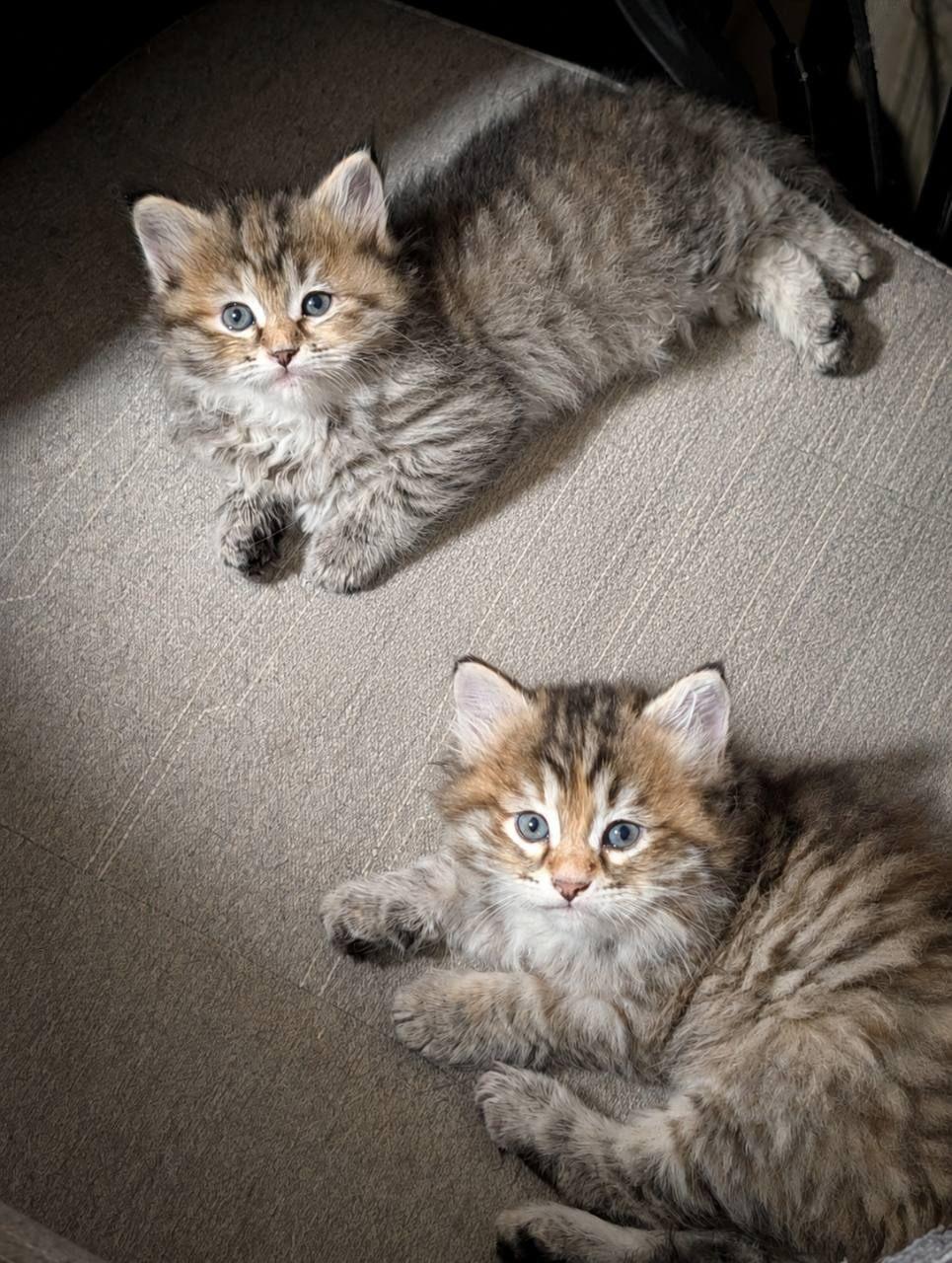 Deux chatonnes sibériennes torties de Versailles disponibles à l’adoption au Québec