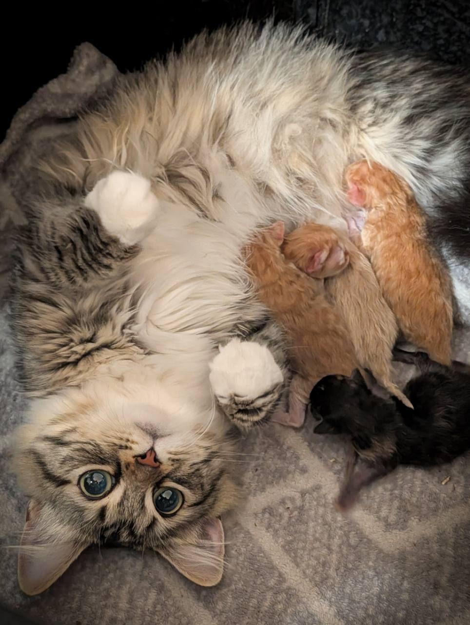 Chippie avec ses cinq chatons sibériens nouveau-nés au Québec