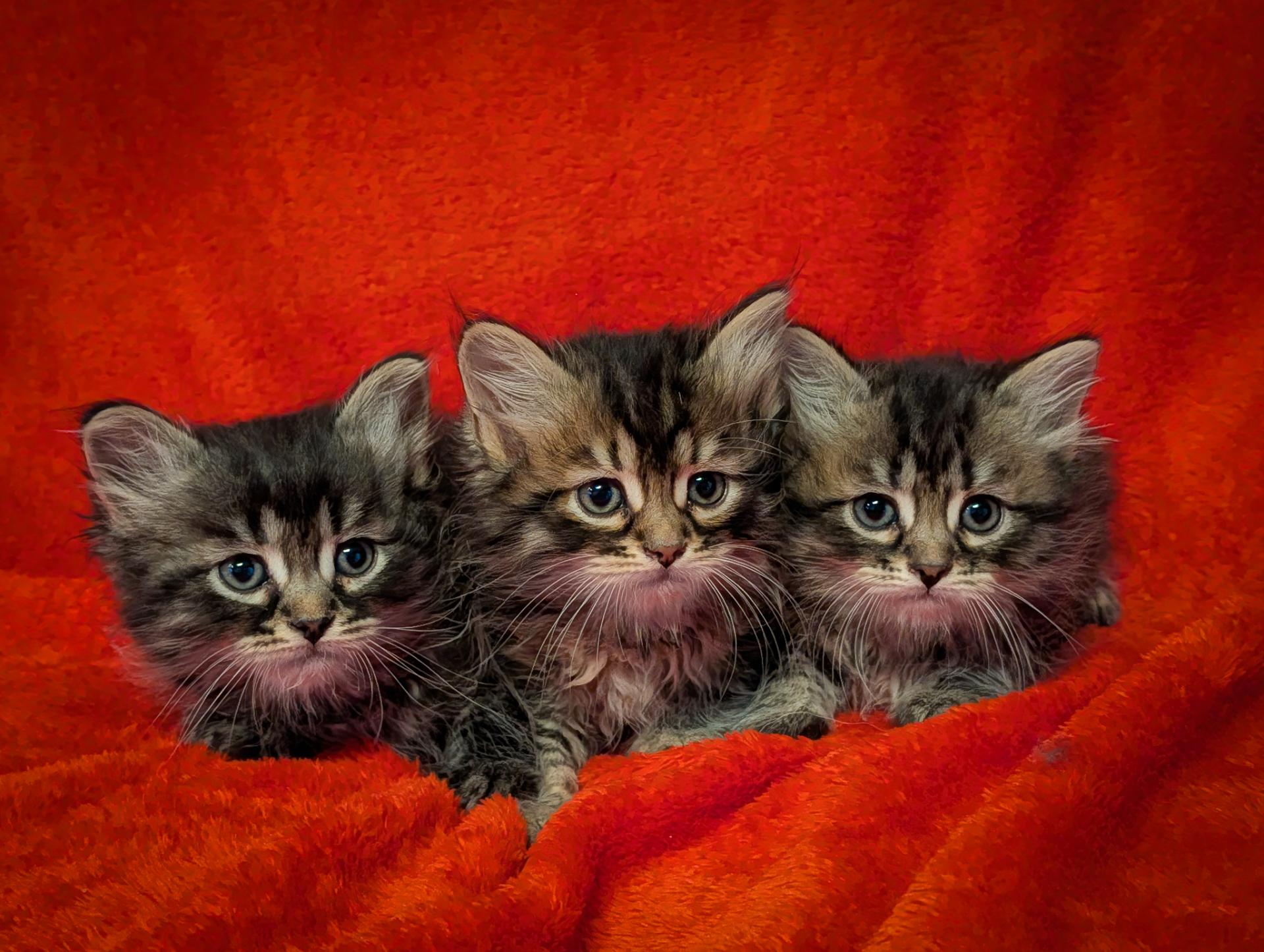 Trois chatons sibériens mâles brown tabby de Rosie disponibles à l’adoption au Québec